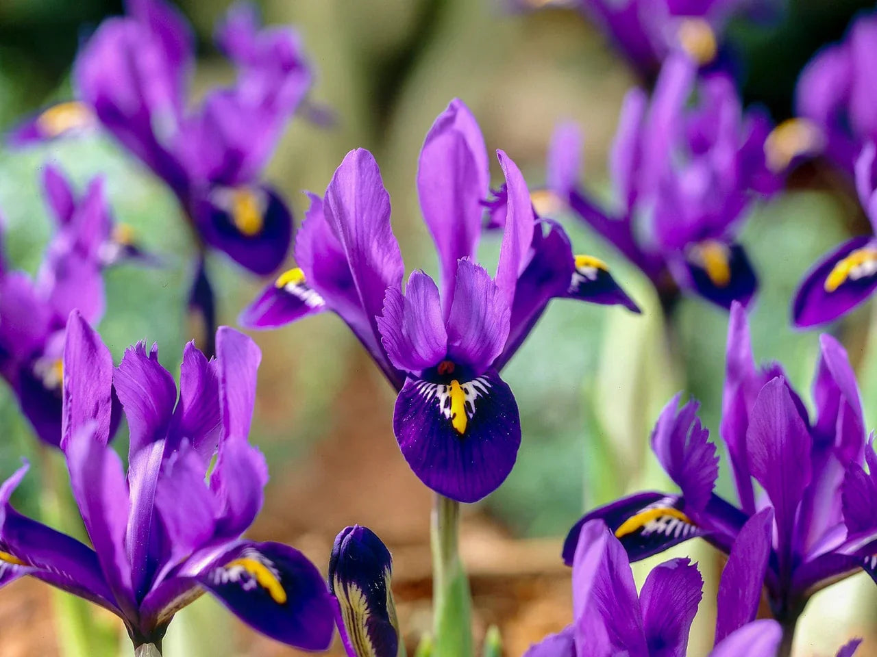 Iris